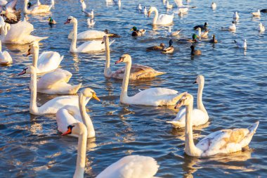 Bir Beyaz Kuğu ve Bir Çok Martı Nehirde Yüzüyor, Krakow