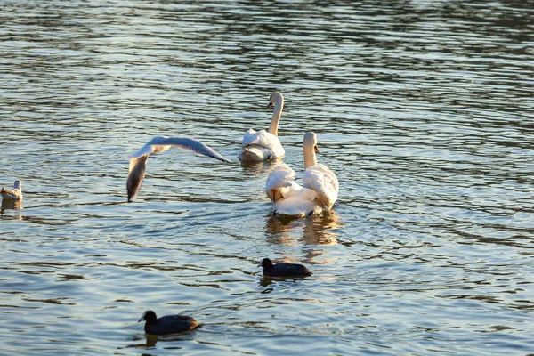 Білі Лебеді Багато Чайок Плавають Річці Краків — стокове фото