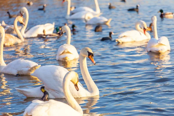 Bir Beyaz Kuğu ve Bir Çok Martı Nehirde Yüzüyor, Krakow