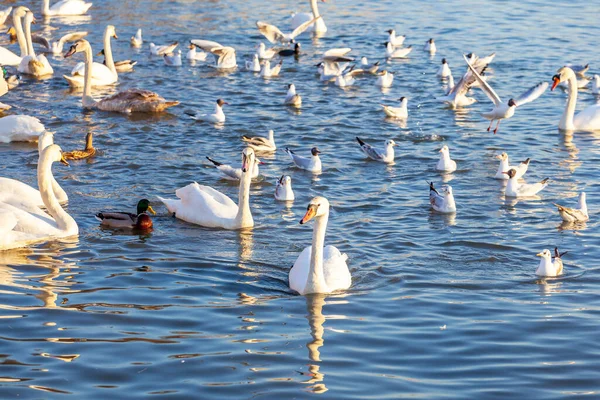 Bir Beyaz Kuğu ve Bir Çok Martı Nehirde Yüzüyor, Krakow