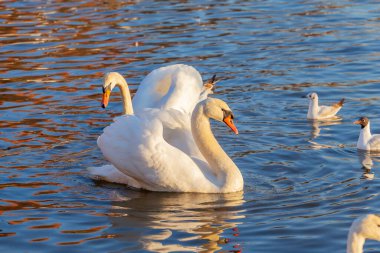 Bir Beyaz Kuğu ve Bir Çok Martı Nehirde Yüzüyor, Krakow