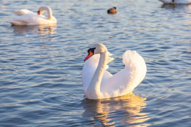Bir Beyaz Kuğu ve Bir Çok Martı Nehirde Yüzüyor, Krakow