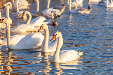 Bir Beyaz Kuğu ve Bir Çok Martı Nehirde Yüzüyor, Krakow