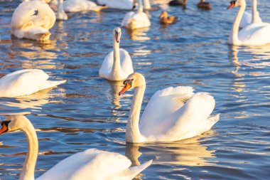 Bir Beyaz Kuğu ve Bir Çok Martı Nehirde Yüzüyor, Krakow