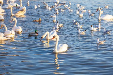 Bir Beyaz Kuğu ve Bir Çok Martı Nehirde Yüzüyor, Krakow