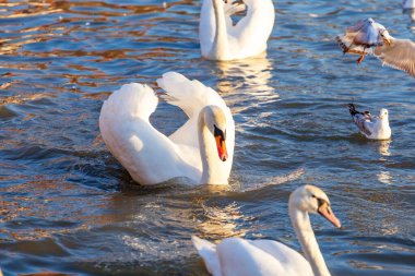 Bir Beyaz Kuğu ve Bir Çok Martı Nehirde Yüzüyor, Krakow