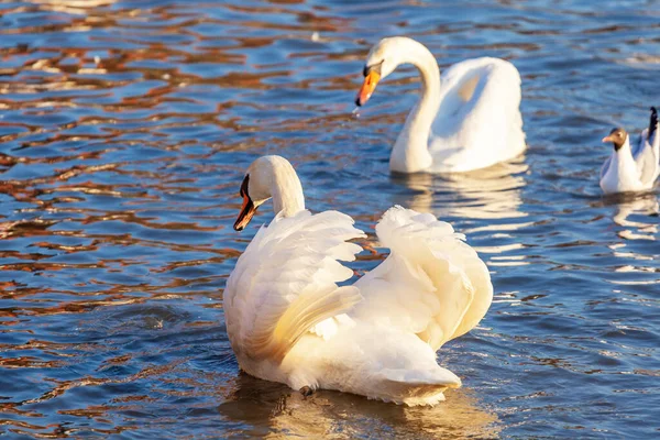 Bir Beyaz Kuğu ve Bir Çok Martı Nehirde Yüzüyor, Krakow