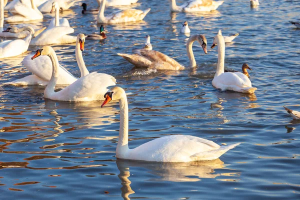 Bir Beyaz Kuğu ve Bir Çok Martı Nehirde Yüzüyor, Krakow