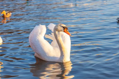Nehirde Beyaz Kuğu Yüzüyor, Krakow