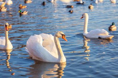 Bir Beyaz Kuğu ve Bir Çok Martı Nehirde Yüzüyor, Krakow