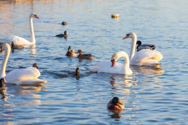 Bir Beyaz Kuğu ve Bir Çok Martı Nehirde Yüzüyor, Krakow