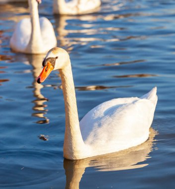 Bir Beyaz Kuğu ve Bir Çok Martı Nehirde Yüzüyor, Krakow