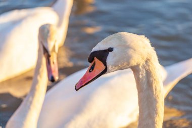 Bir Beyaz Kuğu ve Bir Çok Martı Nehirde Yüzüyor, Krakow