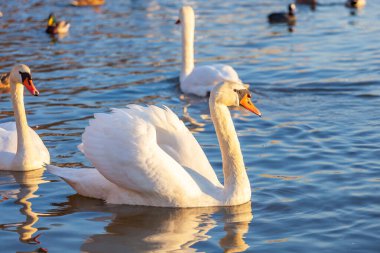 Bir Beyaz Kuğu ve Bir Çok Martı Nehirde Yüzüyor, Krakow
