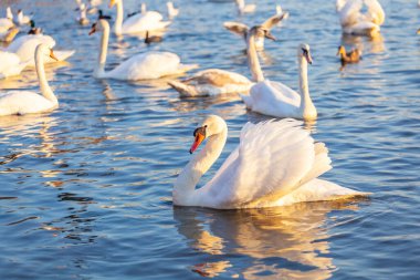 Bir Beyaz Kuğu ve Bir Çok Martı Nehirde Yüzüyor, Krakow
