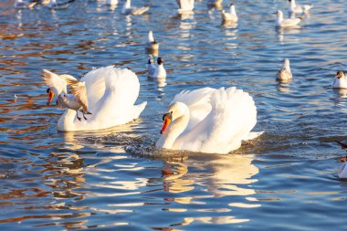 Bir Beyaz Kuğu ve Bir Çok Martı Nehirde Yüzüyor, Krakow