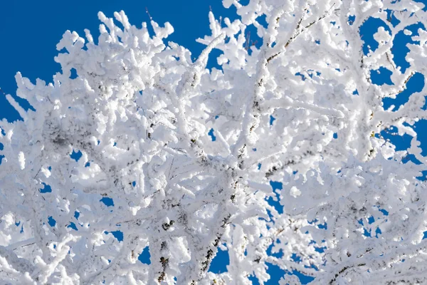 枝は青空に雪で覆われていた サバドリの森 冬景色 — ストック写真