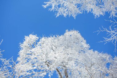 Mavi gökyüzüne karla kaplı dallar. Sabaduri Ormanı. Kış manzarası