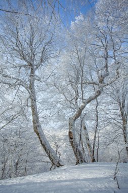 Sabaduri ormanlarında karla kaplı ağaçlar, kış manzarası. Georgia