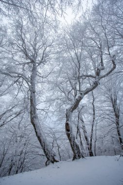 Sabaduri ormanlarında karla kaplı ağaçlar, kış manzarası. Georgia