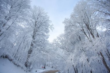 Mavi gökyüzüne karla kaplı dallar. Sabaduri Ormanı. Kış manzarası