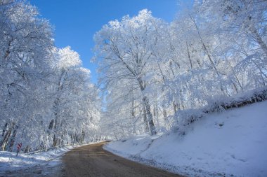 Sabaduri Ormanı yolu karla kaplı. Kış zamanı. Manzara. Georgia