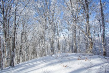 Sabaduri ormanlarında karla kaplı ağaçlar, kış manzarası. Georgia