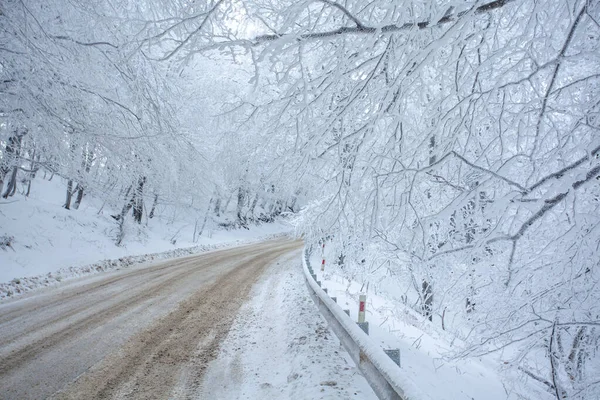 Sabaduri Ormanı yolu karla kaplı. Kış zamanı. Manzara. Georgia