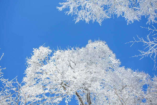 Mavi gökyüzüne karla kaplı dallar. Sabaduri Ormanı. Kış manzarası