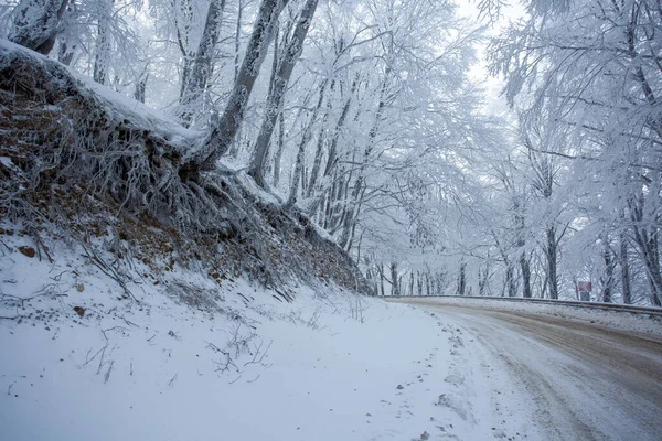 Sabaduri Ormanı yolu karla kaplı. Kış zamanı. Manzara. Georgia