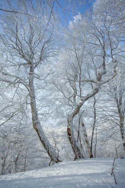 Sabaduri ormanlarında karla kaplı ağaçlar, kış manzarası. Georgia
