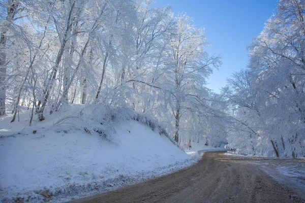 Sabaduri Ormanı yolu karla kaplı. Kış zamanı. Manzara. Georgia