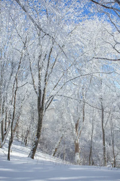 Mit Schnee Bedeckte Bäume Sabaduri Wald Winterlandschaft Georgien — Stockfoto