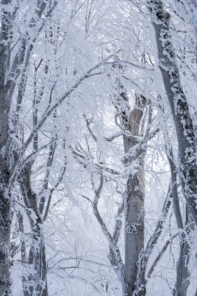 Trees Covered Snow Sabaduri Forest Winter Landscape Georgia — Stock Photo, Image