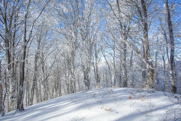 Sabaduri ormanlarında karla kaplı ağaçlar, kış manzarası. Georgia