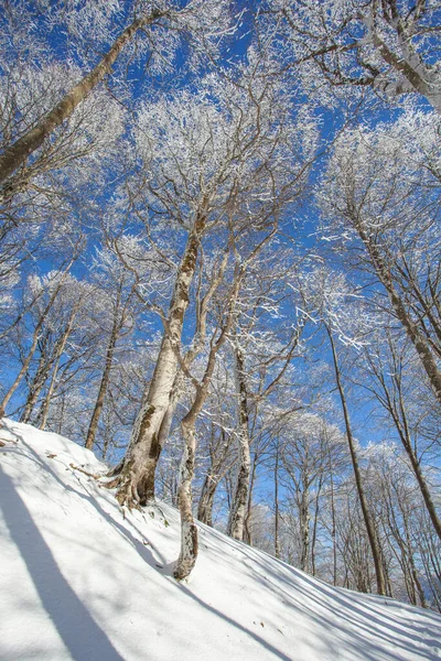 Δέντρα Καλυμμένα Χιόνι Στο Δάσος Sabaduri Χειμερινό Τοπίο Γεωργία — Φωτογραφία Αρχείου