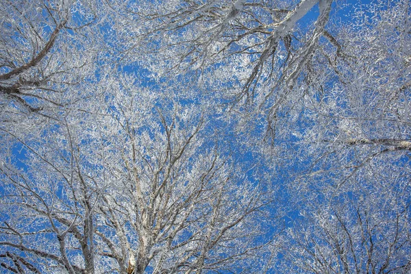 Takken Bedekt Met Sneeuw Tegen Blauwe Lucht Sabaduri Bos Winterlandschap — Stockfoto