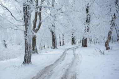 Sabaduri ormanlarında karla kaplı ağaçlar, kış manzarası. Georgia