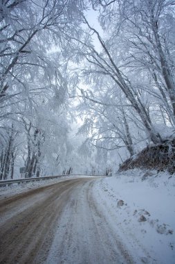 Sabaduri Ormanı yolu karla kaplı. Kış zamanı. Manzara. Georgia
