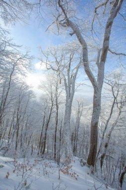 Sabaduri ormanlarında karla kaplı ağaçlar, kış manzarası. Georgia