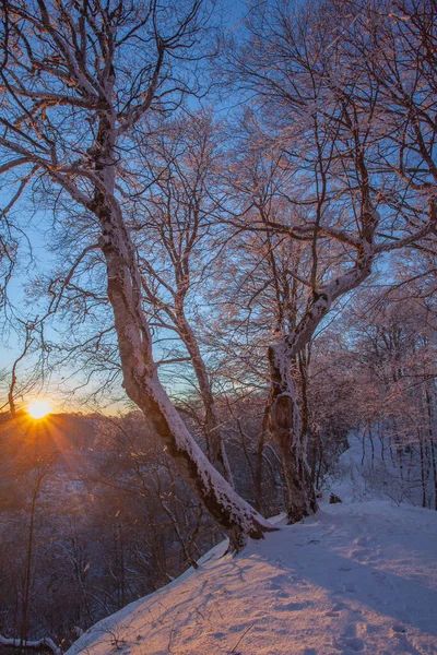 Ηλιοβασίλεμα Στο Δάσος Sabaduri Όμορφο Χειμερινό Τοπίο Γεωργία — Φωτογραφία Αρχείου