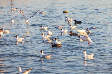Bir Beyaz Kuğu ve Bir Çok Martı Nehirde Yüzüyor, Krakow