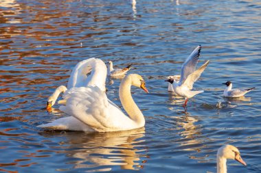 Bir Beyaz Kuğu ve Bir Çok Martı Nehirde Yüzüyor, Krakow