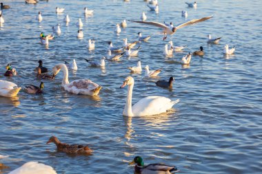 Bir Beyaz Kuğu ve Bir Çok Martı Nehirde Yüzüyor, Krakow