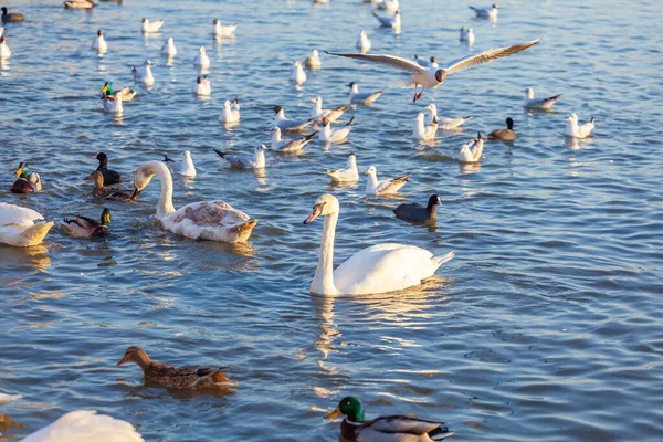 Bir Beyaz Kuğu ve Bir Çok Martı Nehirde Yüzüyor, Krakow