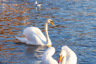 Bir Beyaz Kuğu ve Bir Çok Martı Nehirde Yüzüyor, Krakow