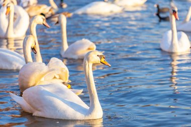 Bir beyaz kuğu ve bir sürü martı nehirde yüzüyor.