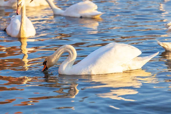 Bir beyaz kuğu ve bir sürü martı nehirde yüzüyor.