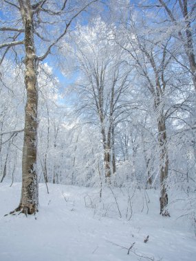 Sabaduri ormanlarında karla kaplı ağaçlar, kış manzarası. Georgia