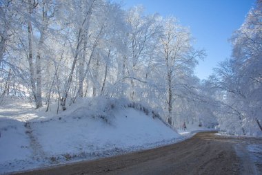 Sabaduri Ormanı yolu karla kaplı. Kış zamanı. Manzara. Georgia